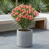 Set 2 Dwarf Oleander Plants Live, Oleander Plant, 4-6 Inc Tall