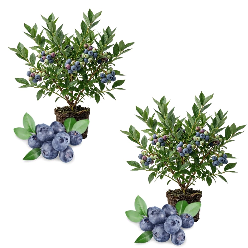2 Misty Blueberry Live Plant, Cold Hardy Fruit Bush, 4-6 Inch Tall