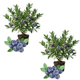 2 Misty Blueberry Live Plant, Cold Hardy Fruit Bush, 4-6 Inch Tall