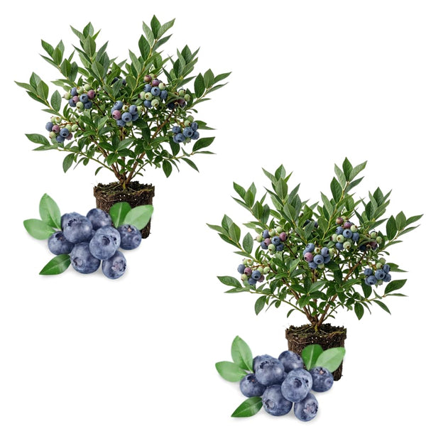 2 Misty Blueberry Live Plant, Cold Hardy Fruit Bush, 4-6 Inch Tall