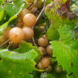 3 Muscadine Grape Plants Live for Planting, Starter Plants, 3-5" Tall, No Pot, Cold Hardy, Tree Grape Vines Fruit for Spring Growing (Bronze)