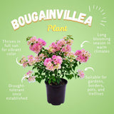 2 White Pink Bougainvillea Plants Live, Garden Plant, 4-6 Inch Tall