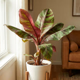 Zebrina Banana Live Plant, 4-6 Inch Tall Banana Plant