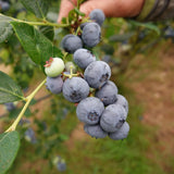 2 Misty Blueberry Live Plants, Indoor Outdoor Plant, 4-7 Inch Tall