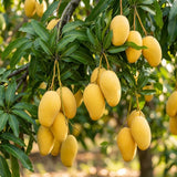 Mango Live Plant, Garden Fruit Tree, 6-10 Inch Tall, 4 Inch Pot