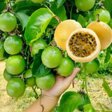 Passionfruit Plant Live, Starter Plant, 4-6 Inch Tall