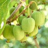 Hardy Kiwi Live Plant, Edible Berry Vine Plant, 4-6 Inch Tall