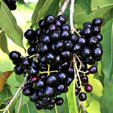 Black Jambul Plum Live Plant, Outdoor Garden Fruit Tree, 4 Inch Pot