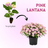 Set 2 Pink to Yellow Lantana Live Plant 4-6 Inches Tall