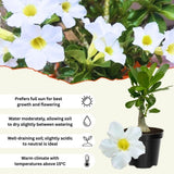 White Desert Rose Live Plant 4-7 Inches Tall