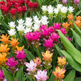 2 Mixed Ginger Live Plants, Ornamental Flowering Ginger Plant for Indoor Outdoor, Colorful Blooming Gingers 4-6 Inches