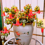 2 Trailing Cotyledon Pendens Live Plants, Houseplant, 2 Inch Pot