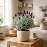 2 Creek Lavender Live Plants, Outdoor Garden Herb Plant, 4-6 Inch Tall