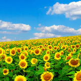Orange Live Sunflower Plant, Well-Rooted Flower Plant, 3-5 Inch Tall