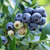 2 Mini Sunshine Blueberry Plant Live, Blueberry Bushes Plant, 4-7 Inch Tall