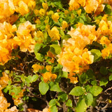 2 Gold Live Bougainvillea Plants, Home Garden Plant, 4-6 Inch Tall