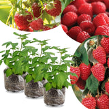 3 Thornless Red Raspberry Live Plants, Berry Bush Plant, 3-5 Inch Tall