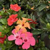Set 3 Mix Hibiscus Live Plants, Assorted Hibiscus Plant, 4–6" Tall