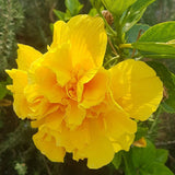 4 Double Yellow Hibiscus Live Plants, Hibiscus Flower, Patio Container Plant, 4-8 Inch Tall