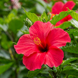 4 Deep Red Hibiscus Live Plants, Hibiscus Flower, Patio Container Plant, 4-8 Inch Tall