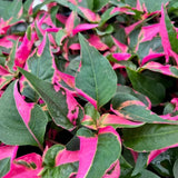 4 Pink Green Alternanthera Plants Live, Color Foliage, 3-6 Inch Tall