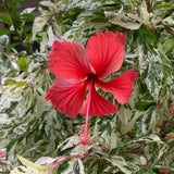 Set 3 Variegated Hibiscus Live Plants, White Red Hibiscus Plant, 4–6" Tall