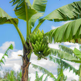 Dwarf Cavendish Banana Tree Live Plant, Home Garden Plant, 4-6 Inch Tall
