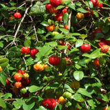 Live Surinam Cherry Tree Live Plant 4–7" Tall