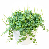 Live String of Turtles Plant, Potted Succulent, 3-5 Inch Tall, 2 Inch Pot