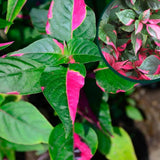 2 Pink Green Alternanthera Live Plants, Garden Border Foliage, 4-6 Inch Tall