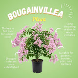 2 Light Pink Bougainvillea Plants Live, Starter Plant, 4-6 Inch Tall