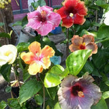 4 Mixed Hibiscus Live Plants, Hibiscus Flower, Patio Container Plant, 4-8 Inch Tall