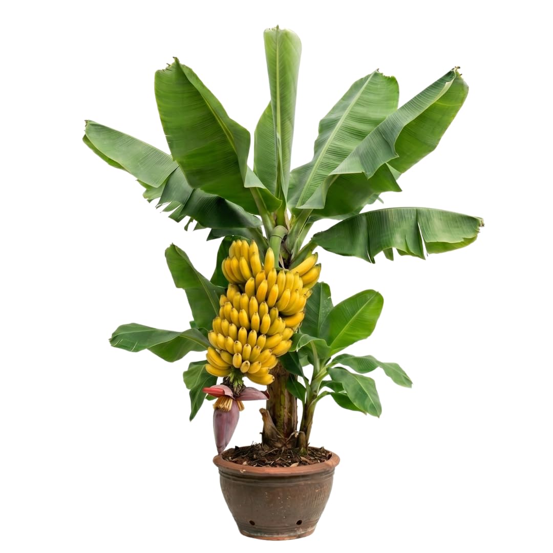 Dwarf Cavendish Banana Live Tree, Home Garden Plant, 6-8 Inch Tall, 4 Inch Pot