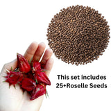 25 Heirloom Red Hibiscus Roselle Seeds, Home Garden Plant