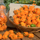 Super Hot Habanero Pepper Plant Live, 4-6 Inch Tall, 4 Inch Pot