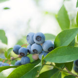 2 Emerald Blueberry Live Plants, Home Garden Plant, 4-7 Inch Tall