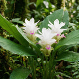 2 White Ginger Live Plants, Ornamental Flowering Ginger Plant for Indoor Outdoor, Colorful Blooming Gingers 4-6 Inches
