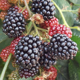 3 Triple Crown BlackBerry Live Plants, Starter Berry Plant, 3-7 Inch Tall