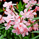 2 Pink Oleander Plants Live, Home Garden Plant, 4-6 Inch Tall