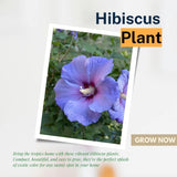 Blue Hibiscus Plant 5-7", in Pot