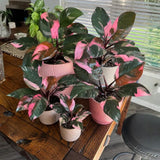 Pink Philodendron Live Plant 4-6 Inches, Easy Care Indoor Houseplant for Home and Office, Tropical Foliage Philodendron