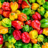 Super Hot Habanero Pepper Plant Live, 4-6 Inch Tall, 4 Inch Pot