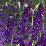 Purple Buddleia Plant Live, Fragrant Butterfly Bush, 5-7 Inch Tall