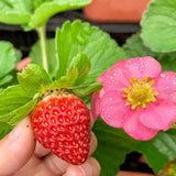 2 Red Live Strawberry Plants, Berry Fruit Plant, 2-3 Inch Tall, 3 Inch Pot