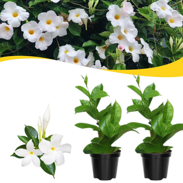 2 White Live Mandevilla Plants, Live Starter Plant, 4-8 Inch Tall