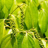 Black Pepper Plant, 4-6 Inch Tall, Piper Nigrum Vine Plants