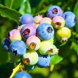 2 Biloxi Blueberry Live Plants, Container Berry Plant, 4-6 Inch Tall