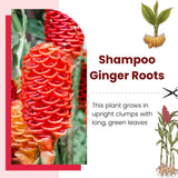 5 Ginger Roots, Culinary Herb Plant