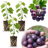 3 Delicious Grape Vine Live Plants, Well-Rooted Grape Vine, 3-5 Inch Tall