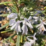 Pack 3 Blue Rosemary Plants, Rosemary Herb Shrubs Plant for Cooking